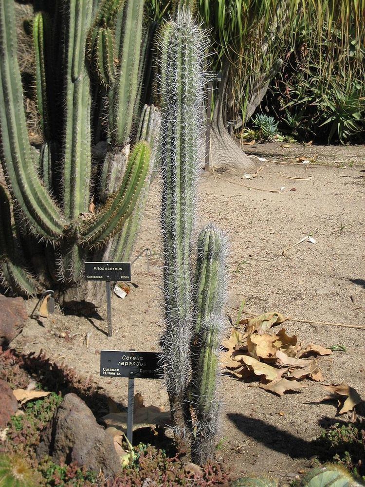 Ceroid cactus