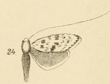 Ceromitia turpisella