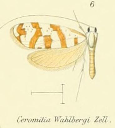 Ceromitia wahlbergi