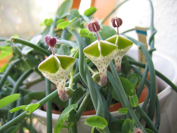 Ceropegia 1000 images about Succ Ceropegia on Pinterest Agaves Hanging