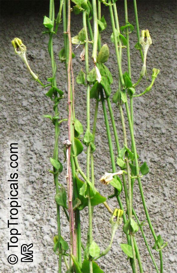 Ceropegia sandersonii Ceropegia sandersonii Parachute Plant Umbrella Flower