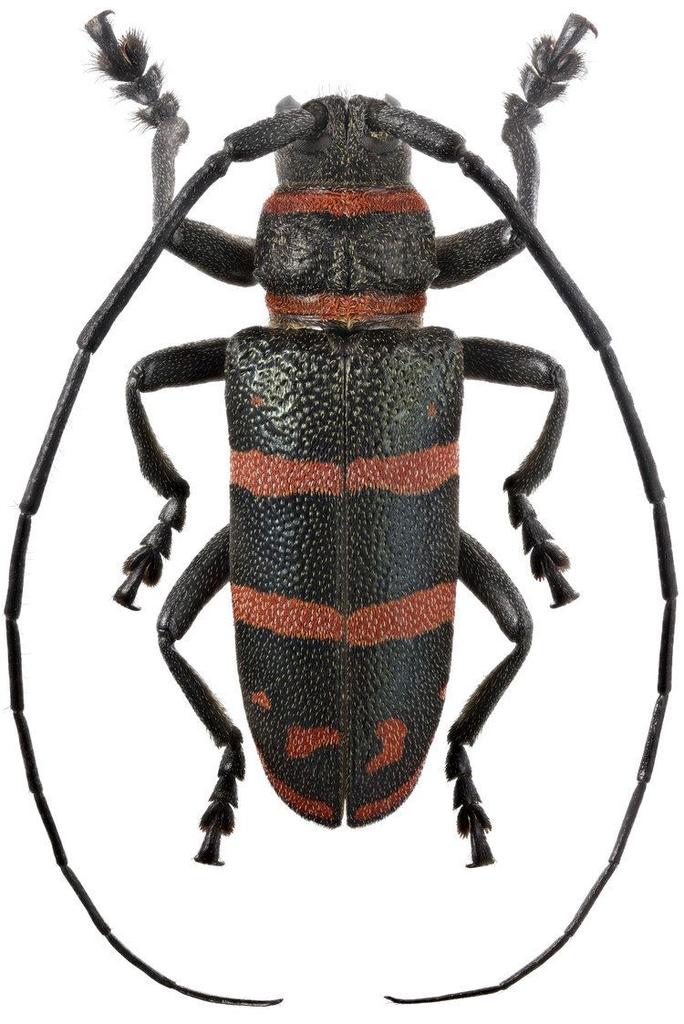 Ceroplesis Genus Ceroplesis AudinetServille 1835 Cerambycidae