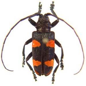 Ceroplesis Beetles of Africa Catalog Page
