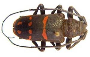 Ceroplesis Beetles of Africa Catalog Page