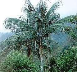 Ceroxylon alpinum Ceroxylon alpinum Palmpedia Palm Grower39s Guide