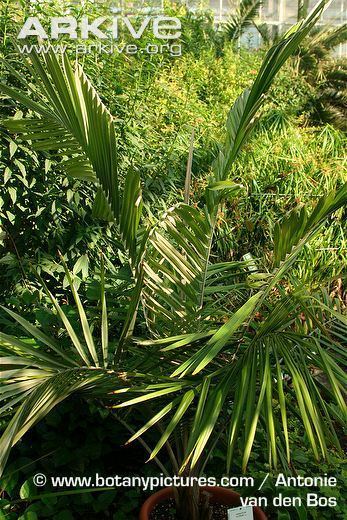 Ceroxylon alpinum Andean wax palm videos photos and facts Ceroxylon alpinum ARKive
