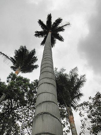 Ceroxylon quindiuense Ceroxylon quindiuense Palmpedia Palm Grower39s Guide