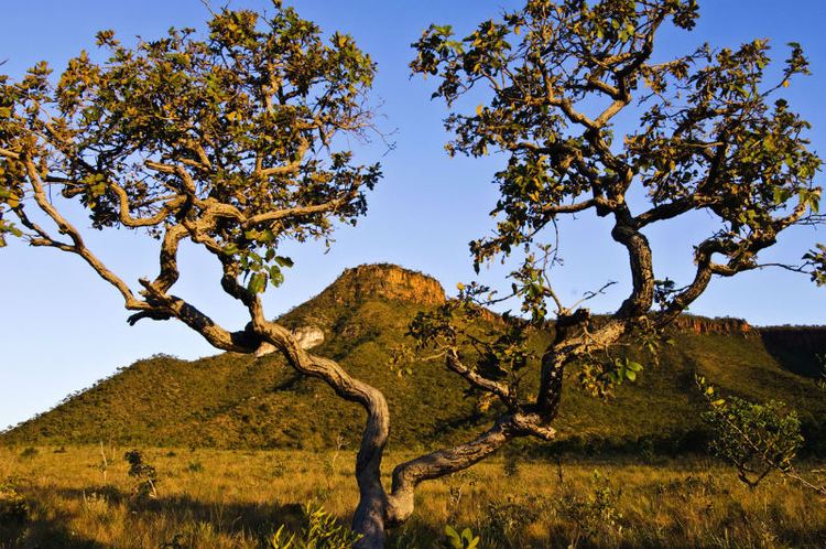 Cerrado Campanha em defesa do Cerrado quer garantir preservao da gua no