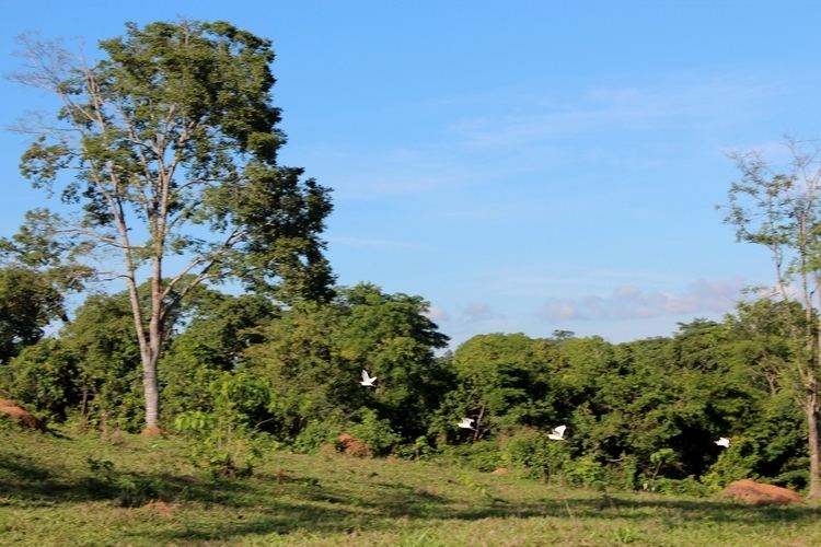 Cerradão Caliandra do Cerrado Cerrado