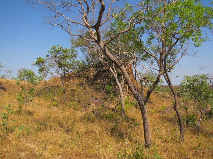 Cerrado The Green Corridor Project of the Jalapao Region Phytophisiognomy