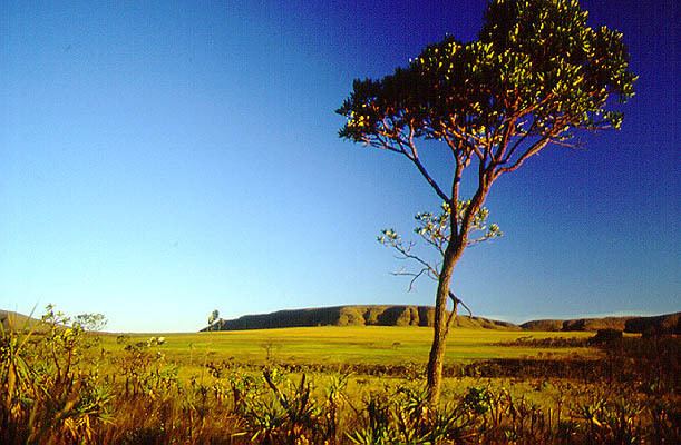 Cerrado BRAZIL Tropical Savanna Cerrado Ambassador report Our Actions