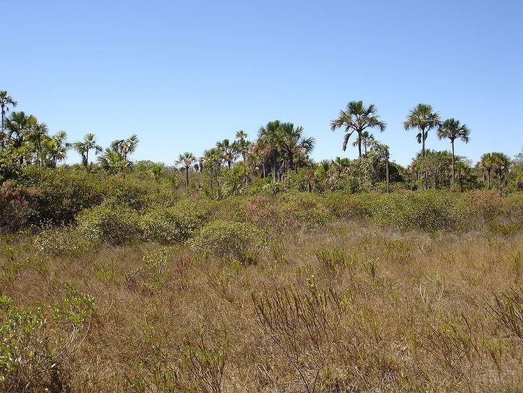 Cerrado Cerrado InfoEscola