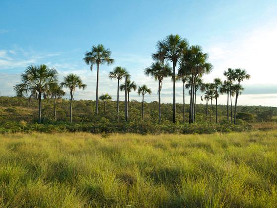 Cerrado Cerrado Conhea o bioma fauna flora populao recursos hdricos