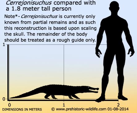 Cerrejonisuchus wwwprehistoricwildlifecomimagesspeciesccerr