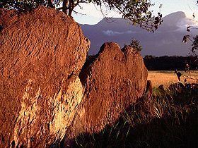 Cerro Duida httpsuploadwikimediaorgwikipediacommonsthu