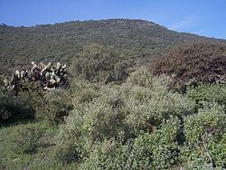 Cerro Mesa Ahumada httpsuploadwikimediaorgwikipediacommonsthu