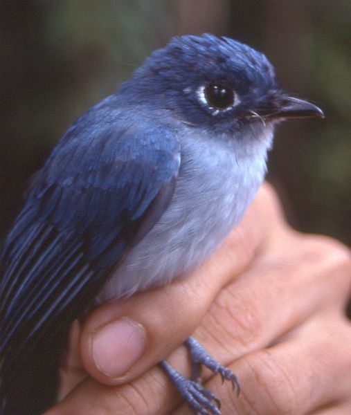 Cerulean paradise flycatcher - Alchetron, the free social encyclopedia