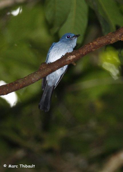 Cerulean paradise flycatcher - Alchetron, the free social encyclopedia