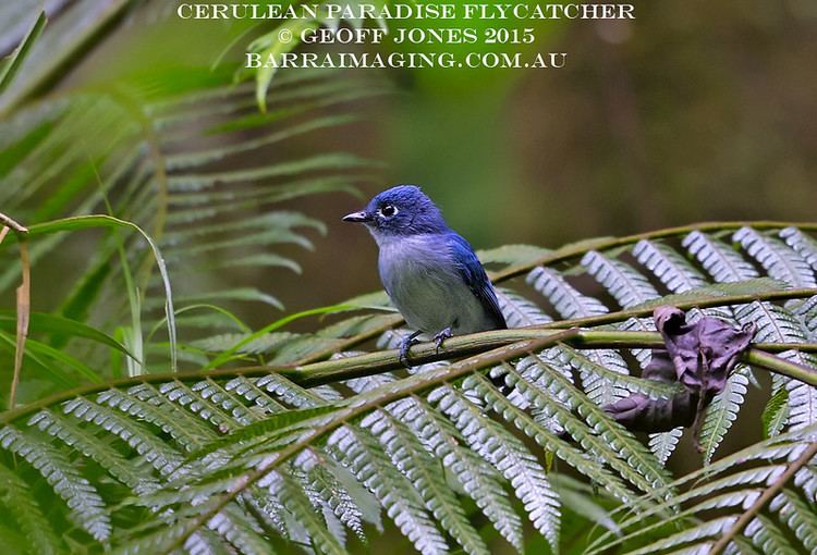 Cerulean paradise flycatcher - Alchetron, the free social encyclopedia