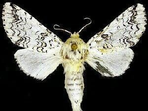 Cerura scitiscripta Moth Photographers Group Cerura scitiscripta 7942
