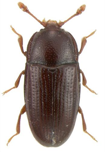 Cerylonidae Philothermus glabriculus LeConte 1863 Cerylonidae Flickr