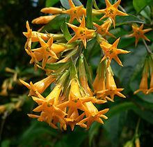 Cestrum aurantiacum httpsuploadwikimediaorgwikipediacommonsthu