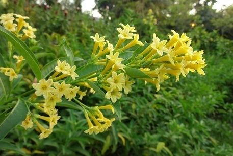 Cestrum aurantiacum Cestrum aurantiacum