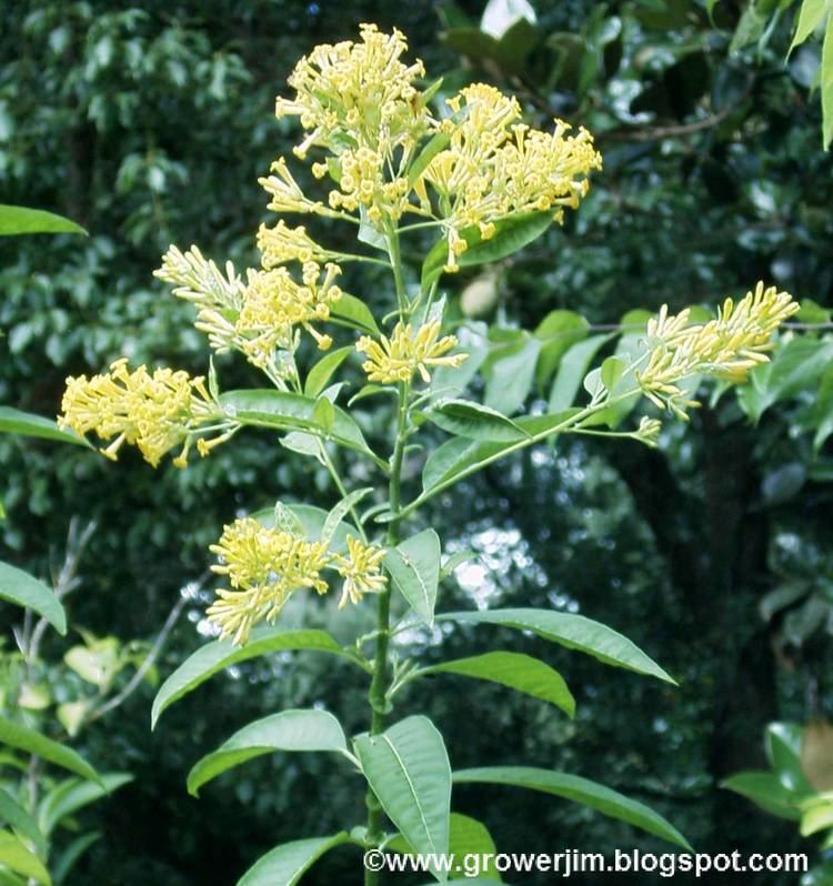 Cestrum aurantiacum Garden Adventures Cestrum aurantiacum Yellow Cestrum