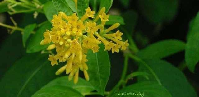 Cestrum aurantiacum Orange Cestrum Yellow Shrub Jessamine Cestrum aurantiacum