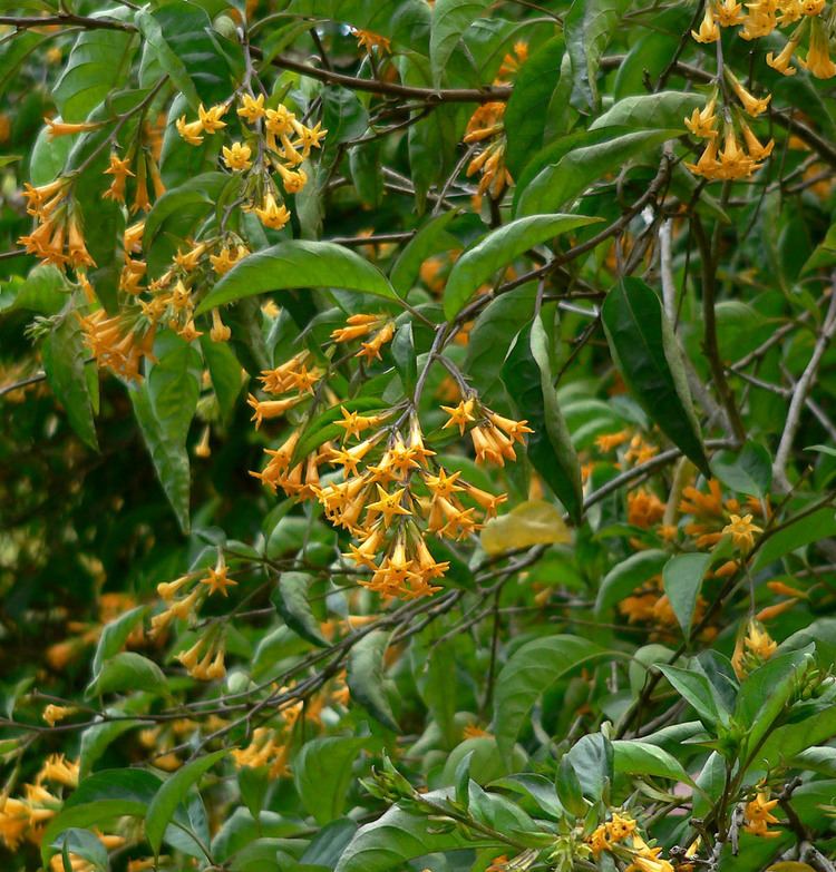 Cestrum aurantiacum FileCestrum aurantiacum 2jpg Wikimedia Commons