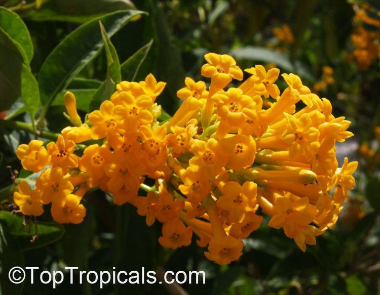 Cestrum aurantiacum Cestrum aurantiacum Cestrum chaculanum Cestrum paucinervium