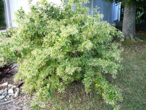 Cestrum nocturnum Cestrum nocturnum Useful Tropical Plants