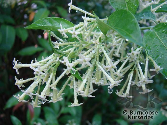 Cestrum nocturnum Cestrum Nocturnum from Burncoose Nurseries