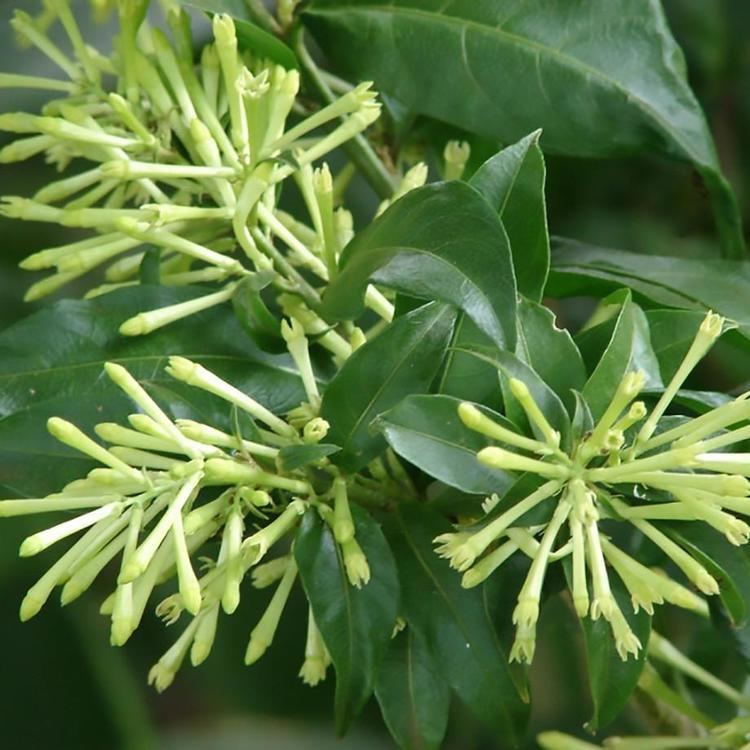 Cestrum nocturnum Cestrum Nocturnum Night Blooming Jasmine Night Jessamine Queen