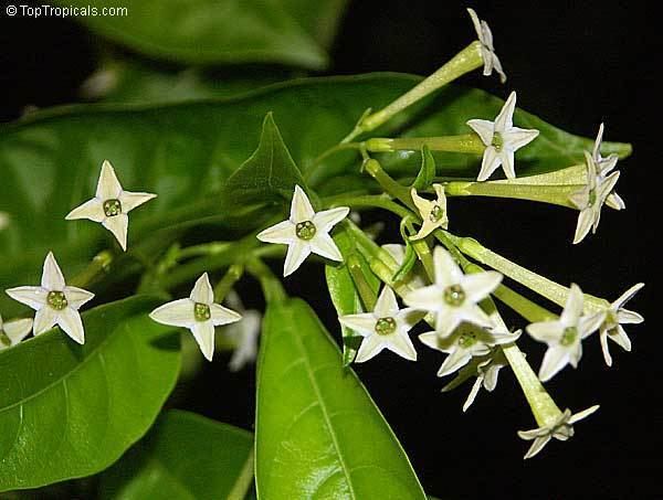 Cestrum nocturnum httpstoptropicalscompicsgarden0430002622jpg