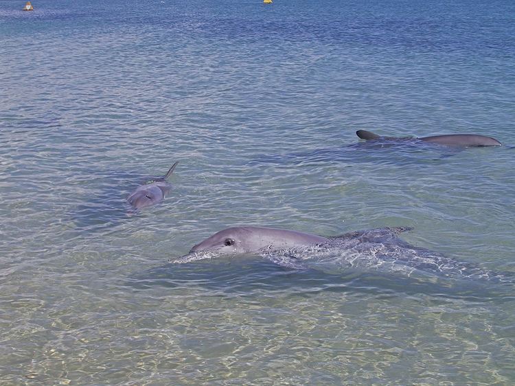 Cetacean morbillivirus New variant of cetacean morbillivirus identified in WA dolphins