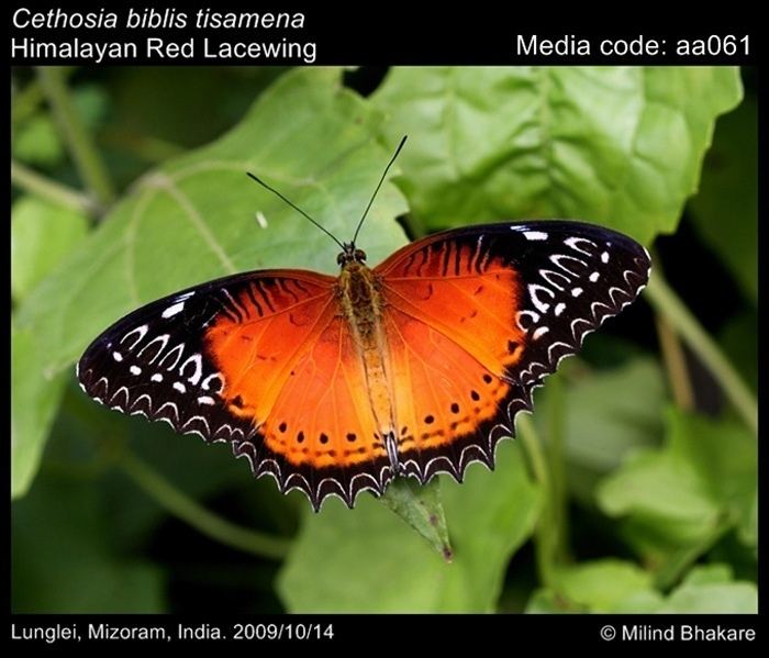 Cethosia biblis Cethosia biblis Red Lacewing Butterflies of India