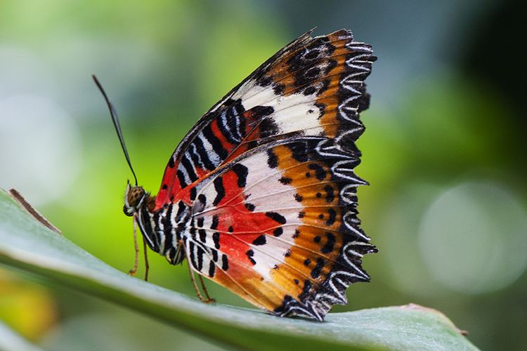 Cethosia hypsea Malay Lacewing Cethosia hypsea hypsina my butterfly collection