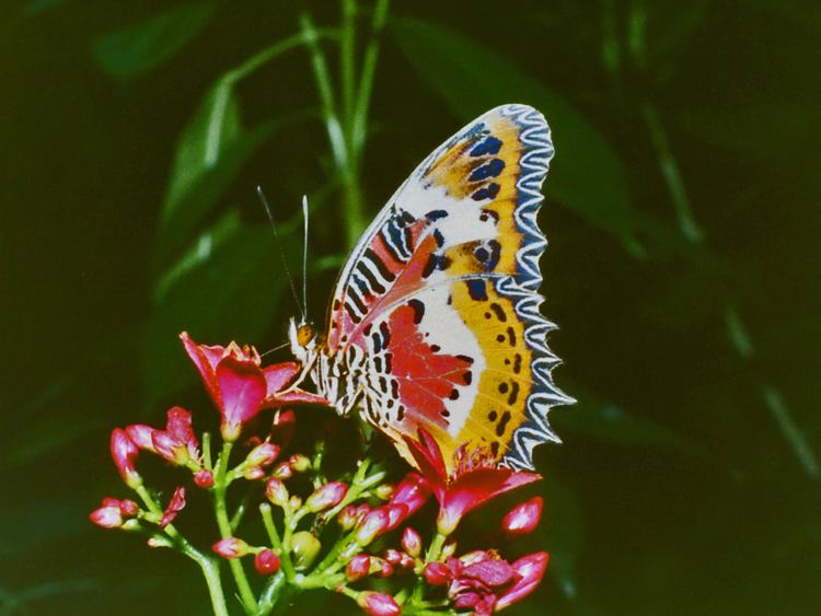 Cethosia hypsea Cethosia hypsea hypsina Wikipedia