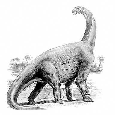 Cetiosaurus The Dino Directory Cetiosaurus Natural History Museum