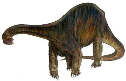 Cetiosaurus Cetiosaurus Dinosaur Facts information about the dinosaur cetiosaurus