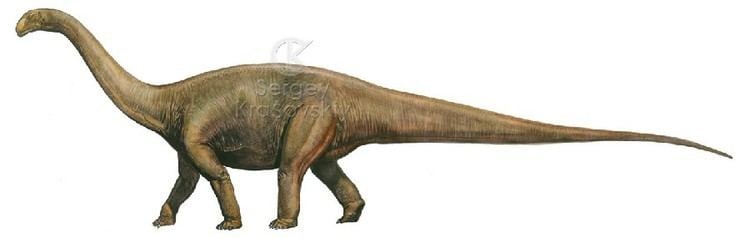 Cetiosaurus Cetiosaurus Pictures amp Facts The Dinosaur Database