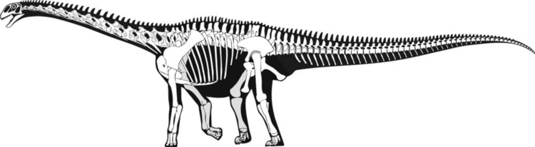 Cetiosaurus Cetiosaurus oxoniensis is finally the type species of
