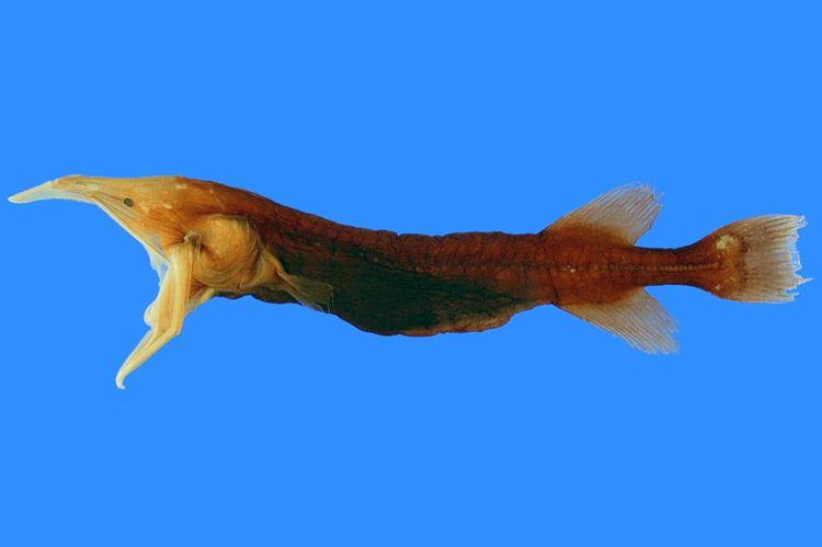 Cetomimidae fishesofaustralianetauImagesImageRhamphocetic