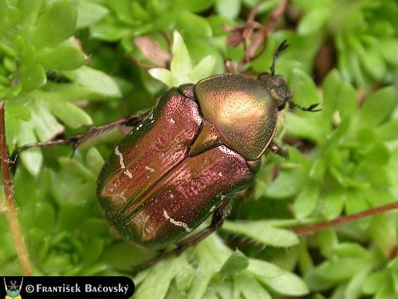 Cetonia beetlespacewzczdruhyfotkyCetoniaaurata02jpg