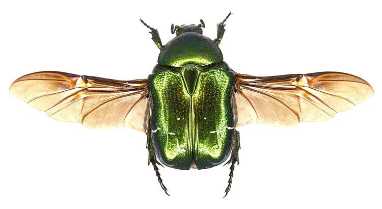 Cetonia aurata Museum Specimen Small green beetle with wings open No Location