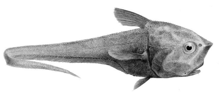 Cetonurus
