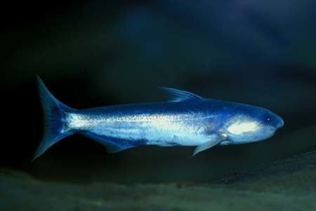 Cetopsis Cetopsis coecutiens Blue Whale Catfish Seriously Fish