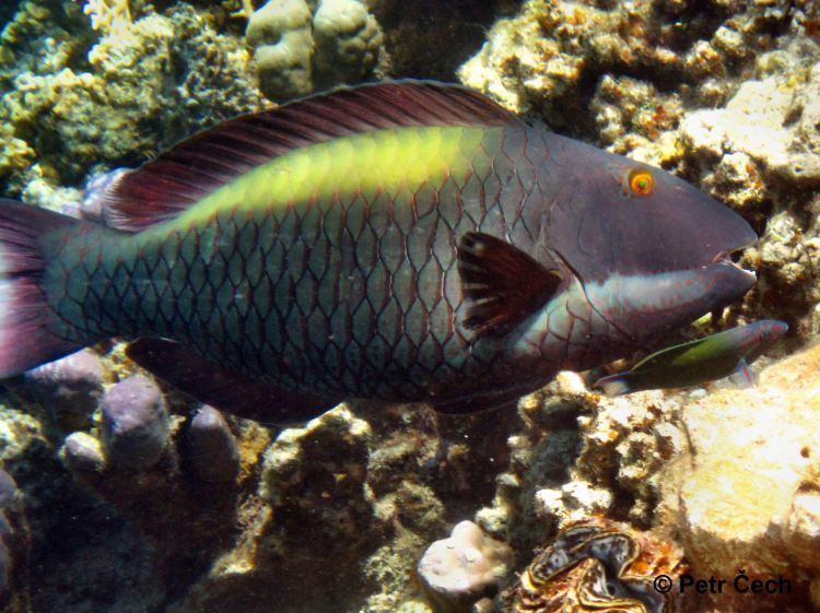 Cetoscarus bicolor Cetoscarus bicolor Bicolor Parrotfish Image BioLibcz