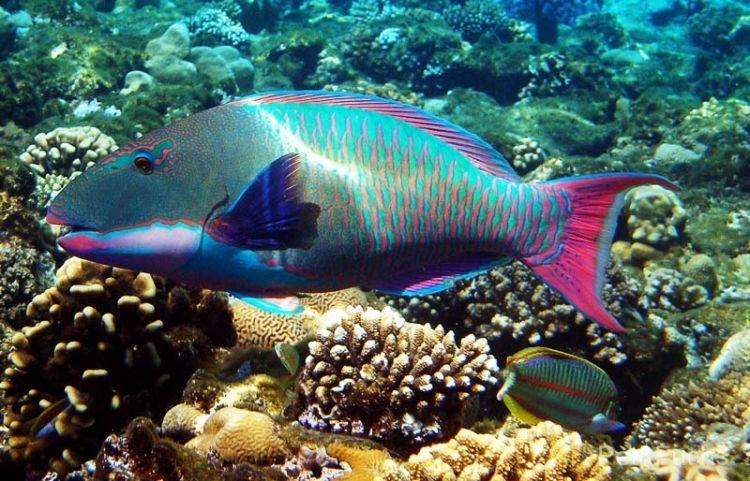 Cetoscarus bicolor Image Cetoscarus bicolor Bicolor Parrotfish BioLibcz